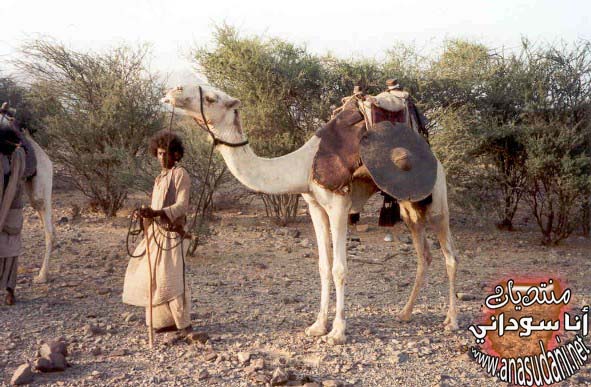 شرق السودان