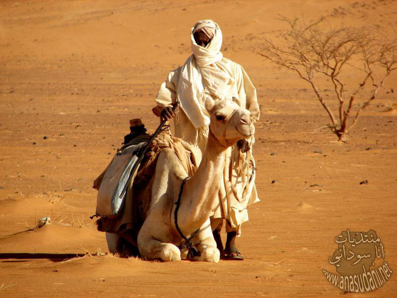 جمل من شمال السودان