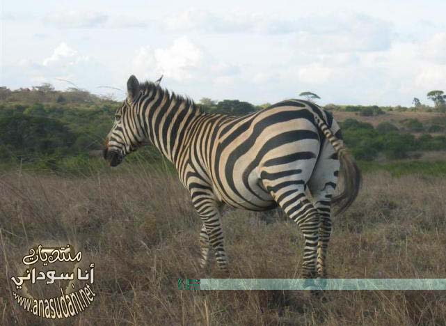 الطبيعة السودانية