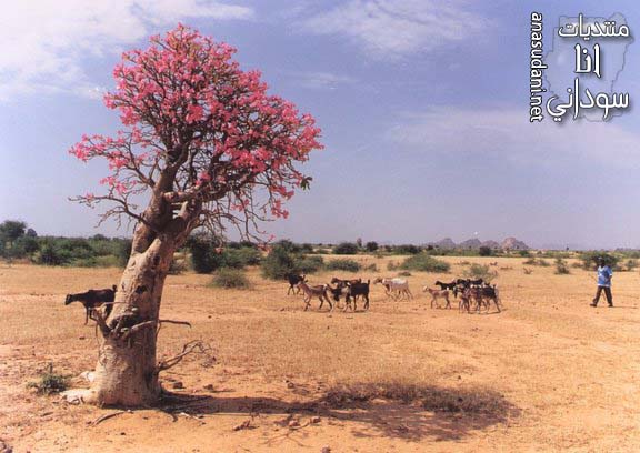 الطبيعه
