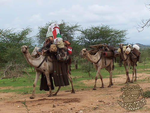 كردفان