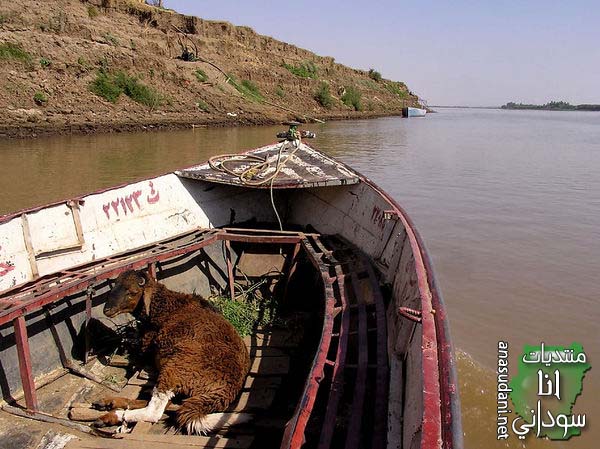 النيل