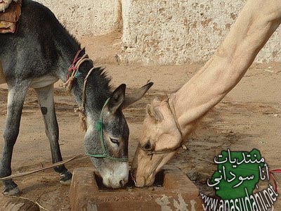 صور متفرقة 3