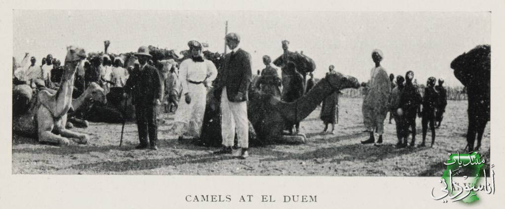 الجمال في الدويم - 1906