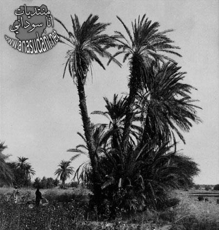 الشماليه جبل البركال