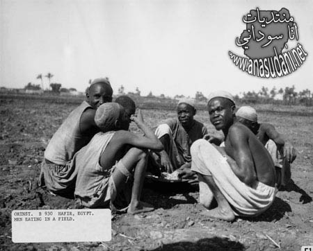 الشماليه والأكل في أحد الحقول