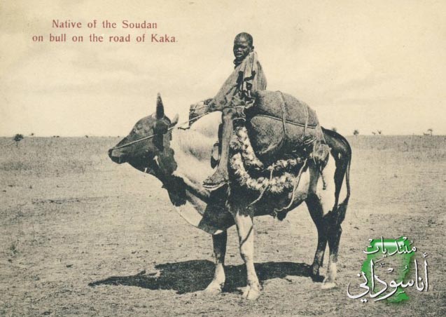 مواطن من السودان على الثور على الطريق لكاكا