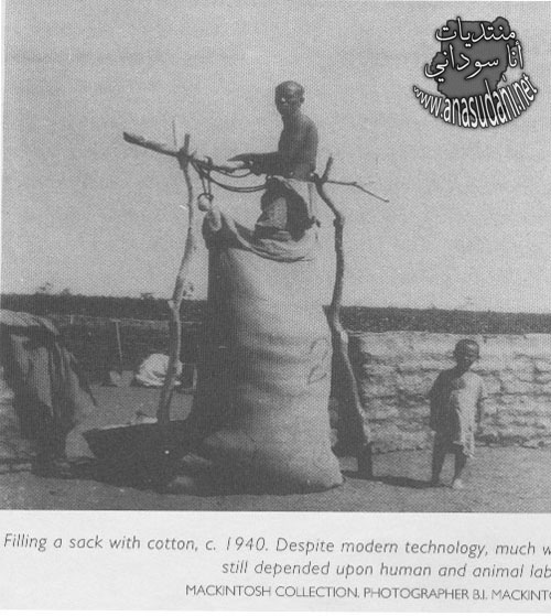 تعبئة القطن 1940 م