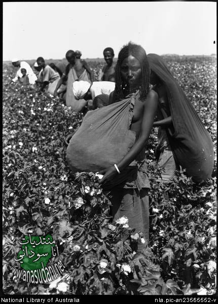 اختيار مزارع القطن. 1945