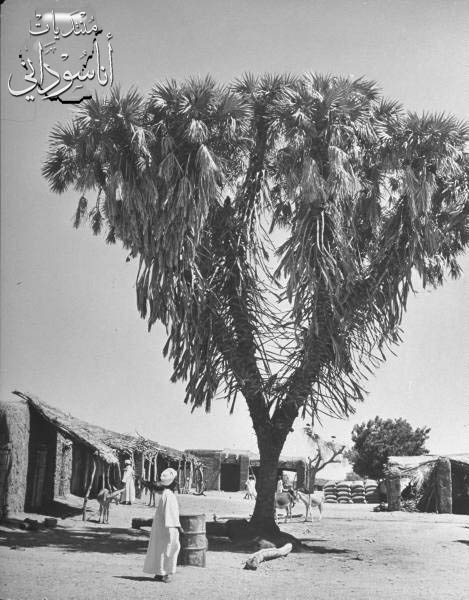 الجبلين 1947