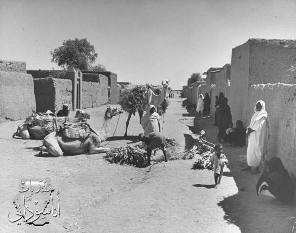 الناس والجمال المجتمعين في الشارع.