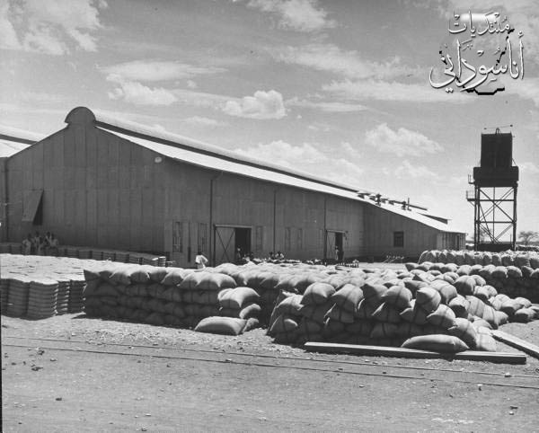 مزارع القطن الجزيرة ،أغسطس 1947