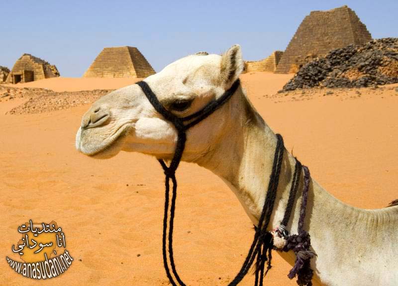 اثار سوداني 107