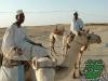 الصور السابقة: