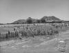 الجبلين 1947